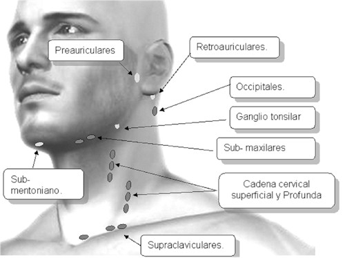 Exploración de los ganglios linfáticos de la cabeza y&nbsp;cuello