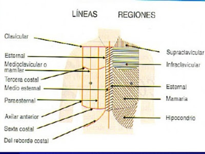 Resultado de imagen para lineas toracicas