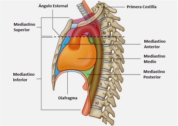 Resultado de imagen para mediastino anterior medio y posterior